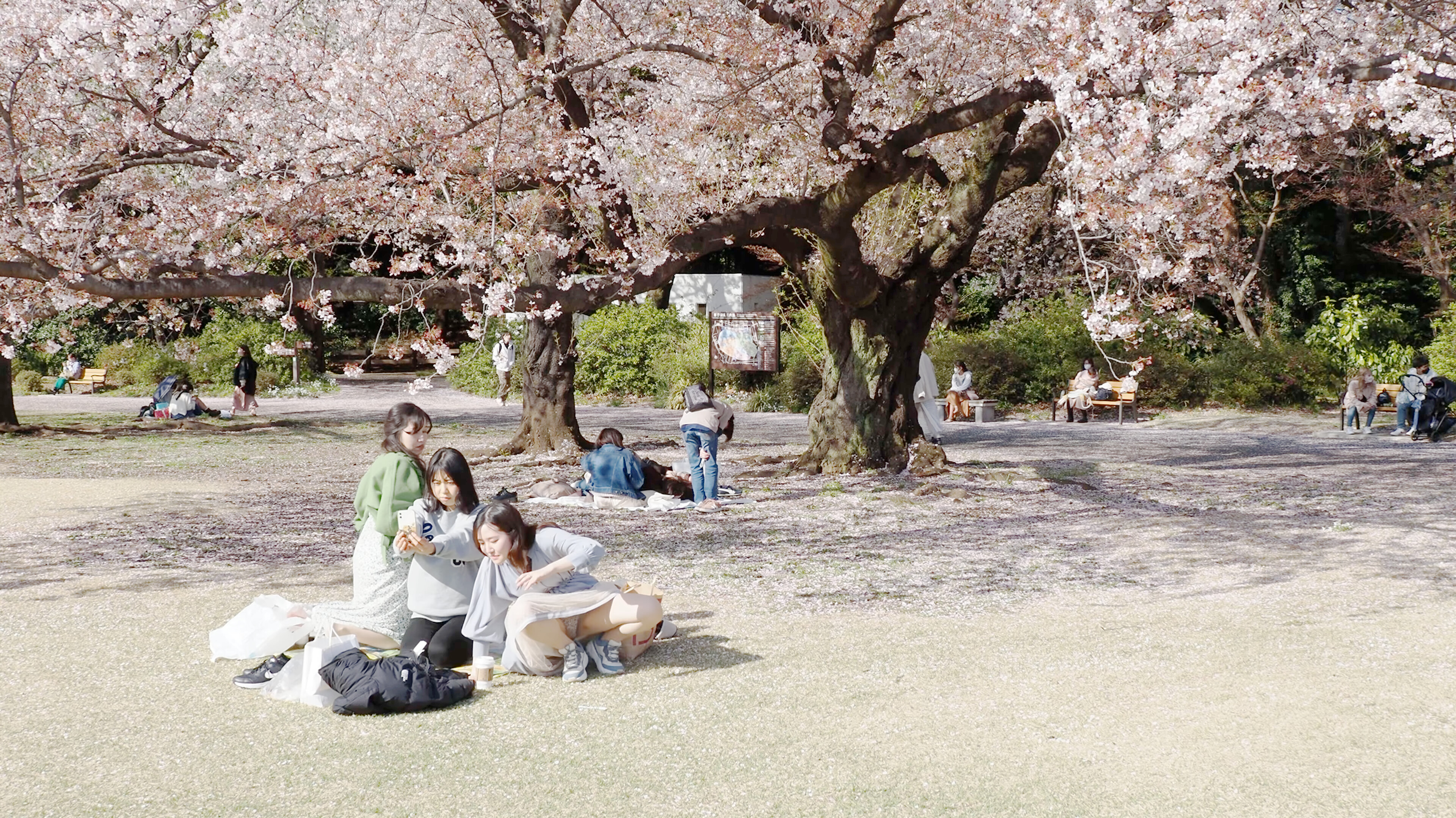 Ohanami Tokyo Shinjuku Gyoen Garden　お花見　新宿御苑　2022/4/5 66 01:50（色調編集版）